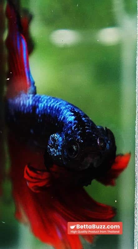 Betta fish Hell Boy Avatar Warrior OHM - Image 8