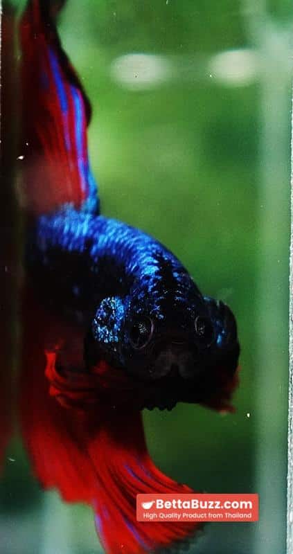 Betta fish Hell Boy Avatar Warrior OHM - Image 9