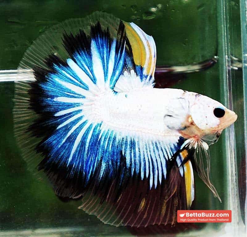 Betta fish OHM Fancy Dragon Black Ring - Image 4