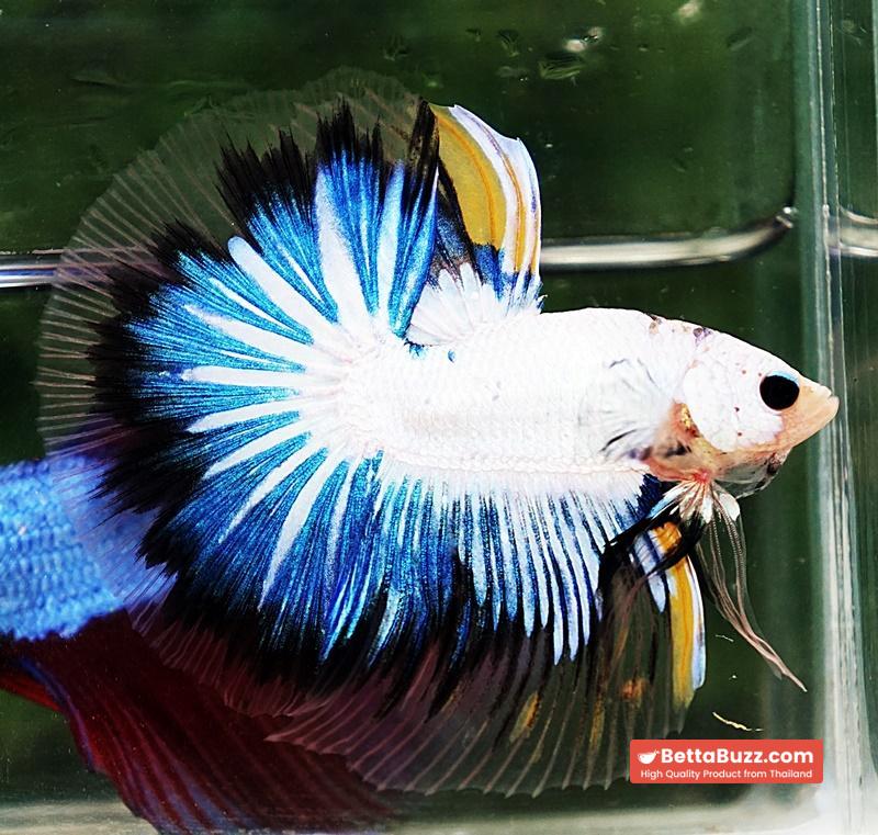 Betta fish OHM Fancy Dragon Black Ring - Image 2