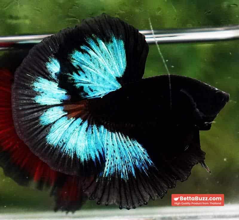 Betta fish OHM Light in The Dark Black Ring ( Rare & Competition) - Image 6