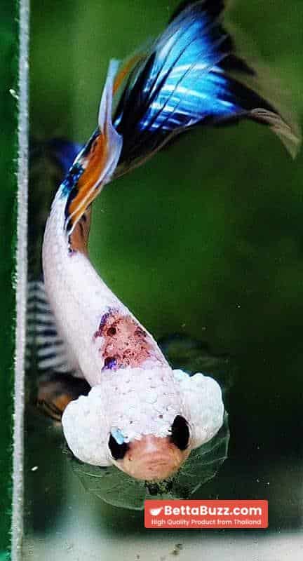 Betta fish OHM Fancy Dragon Black Ring - Image 6