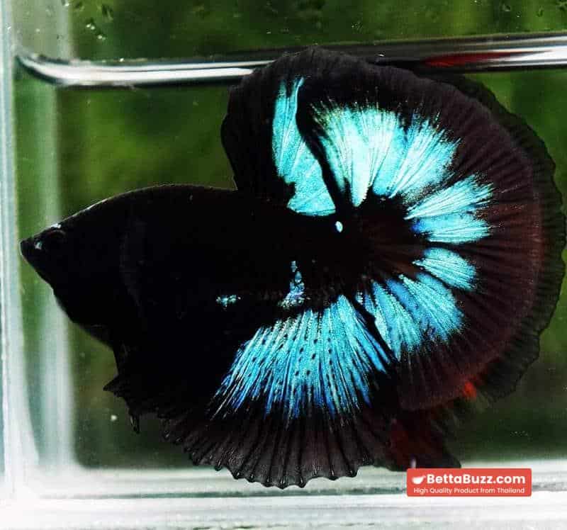 Betta fish OHM Light in The Dark Black Ring ( Rare & Competition) - Image 4