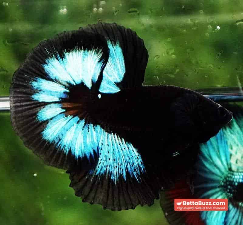 Betta fish OHM Light in The Dark Black Ring ( Rare & Competition) - Image 5