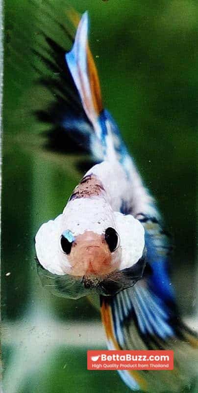 Betta fish OHM Fancy Dragon Black Ring - Image 7