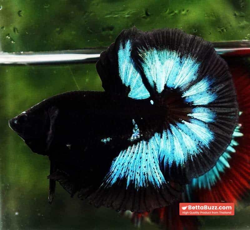 Betta fish OHM Light in The Dark Black Ring ( Rare & Competition) - Image 2
