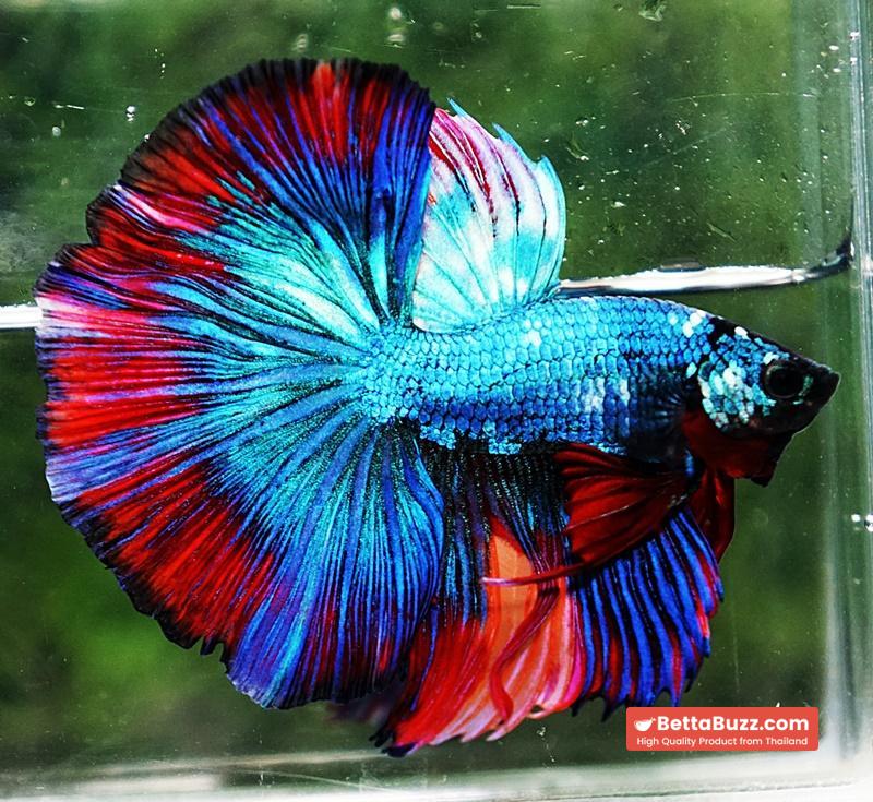Betta fish OHM Turquoise Multi Red Ring