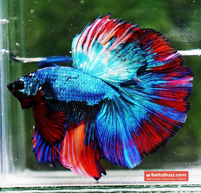 Betta fish OHM Turquoise Multi Red Ring - Image 3
