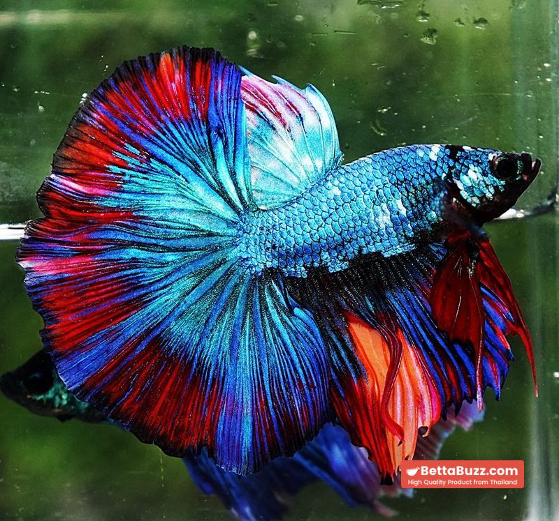 Betta fish OHM Turquoise Multi Red Ring - Image 4