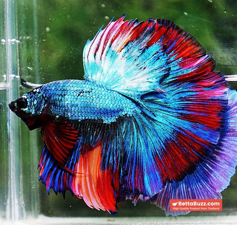 Betta fish OHM Turquoise Multi Red Ring - Image 5