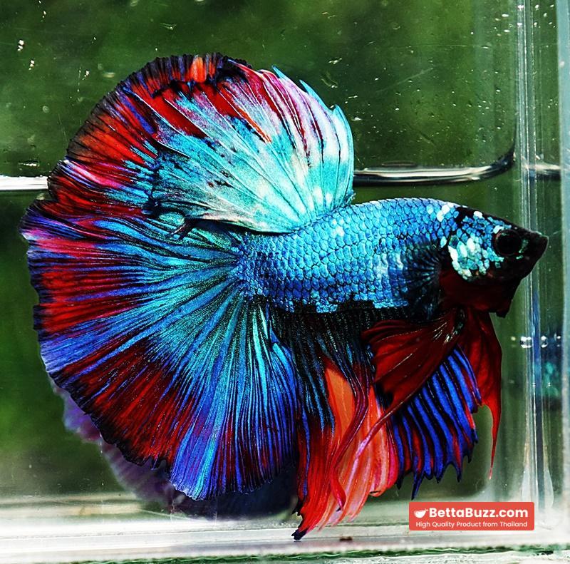 Betta fish OHM Turquoise Multi Red Ring - Image 6