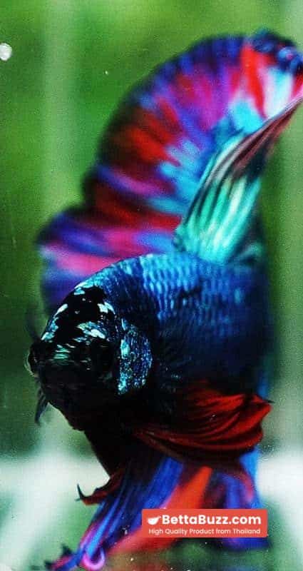 Betta fish OHM Turquoise Multi Red Ring - Image 7