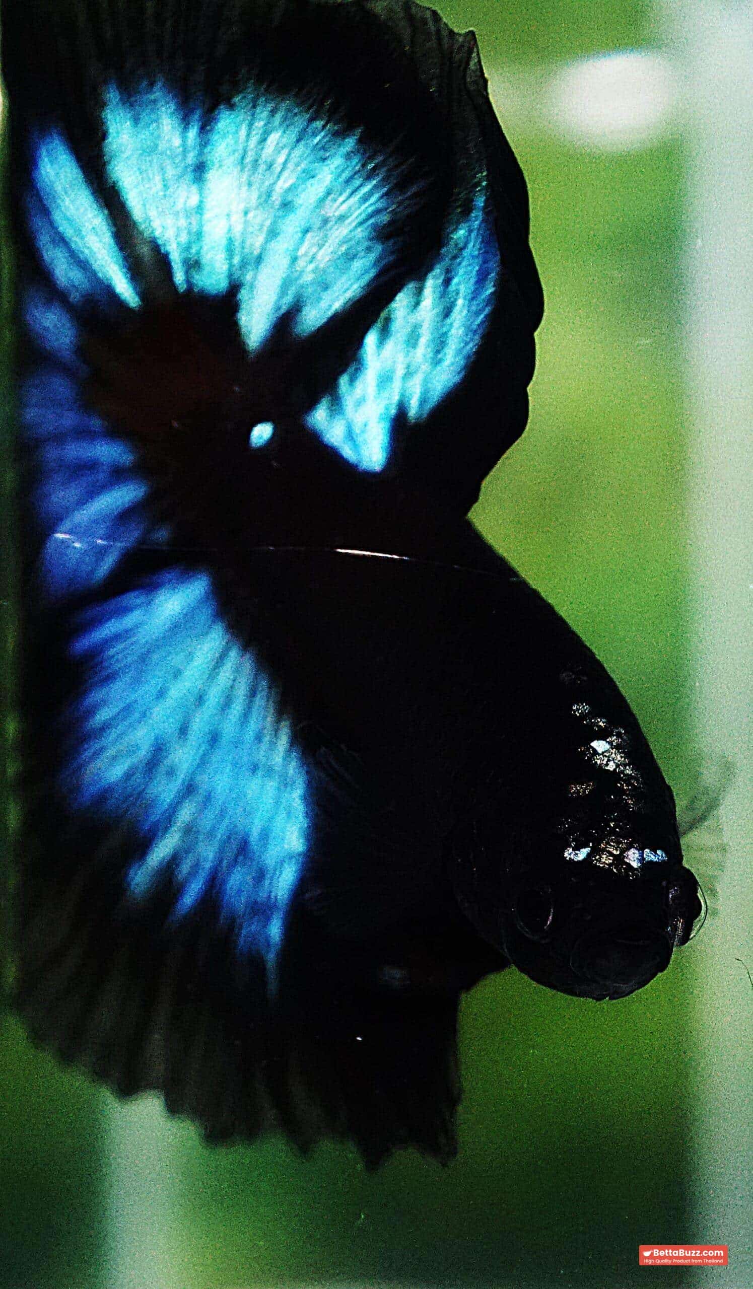 Betta fish OHM Light in The Dark Black Ring ( Rare & Competition) - Image 7