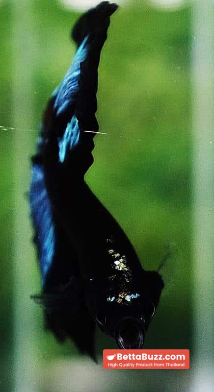 Betta fish OHM Light in The Dark Black Ring ( Rare & Competition) - Image 8