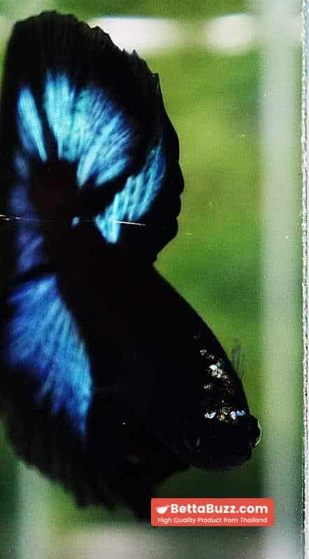 Betta fish OHM Light in The Dark Black Ring ( Rare & Competition) - Image 9