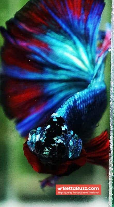 Betta fish OHM Turquoise Multi Red Ring - Image 8
