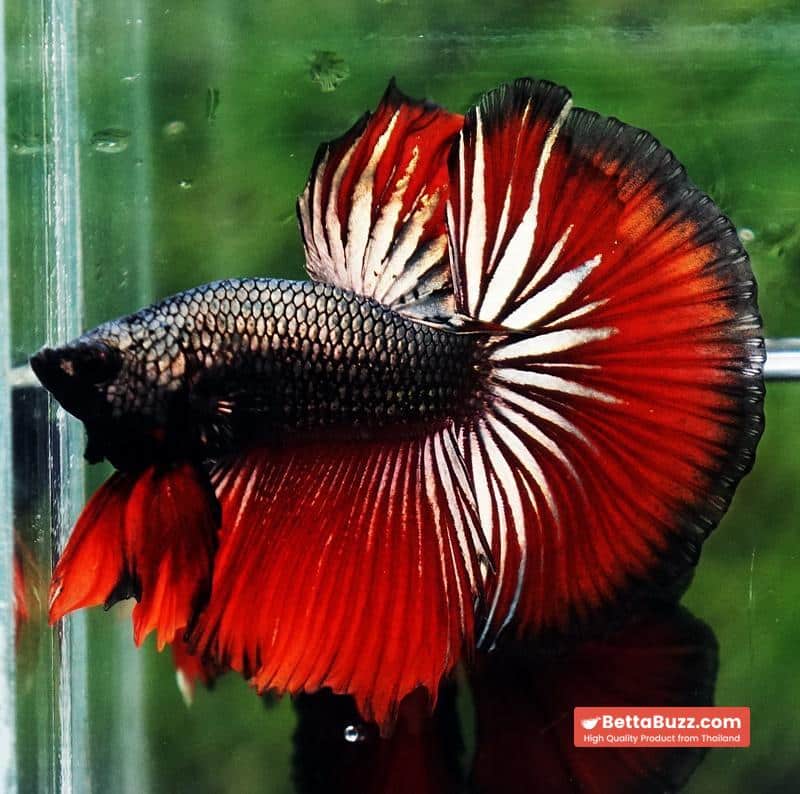 Betta fish HM Hell Boy Copper - Image 4