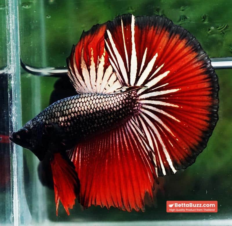 Betta fish HM Hell Boy Copper - Image 2