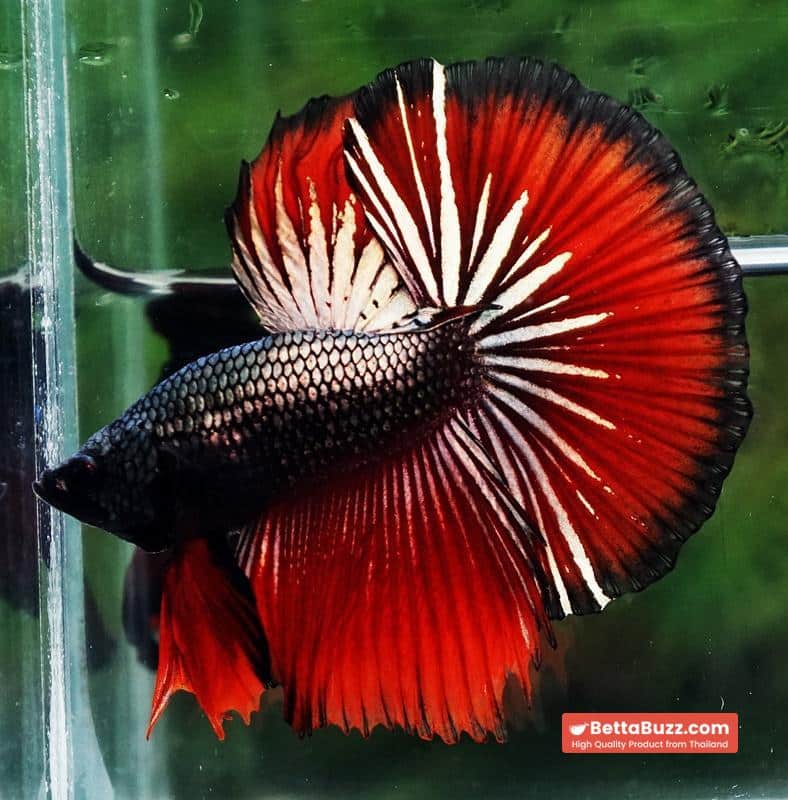 Betta fish HM Hell Boy Copper - Image 6