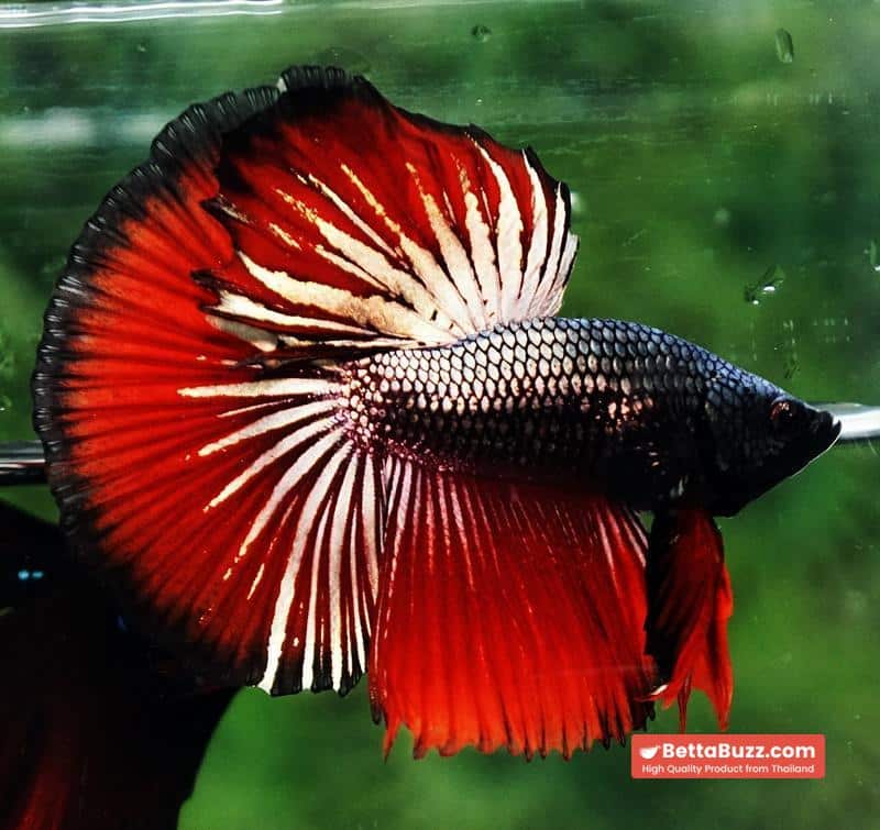 Betta fish HM Hell Boy Copper - Image 3
