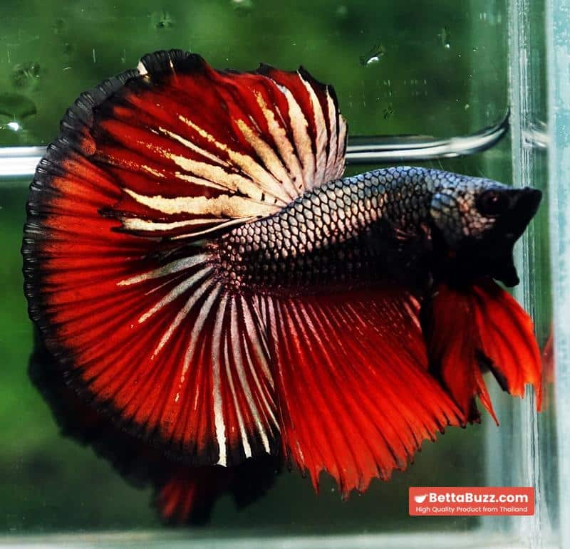 Betta fish HM Hell Boy Copper - Image 5