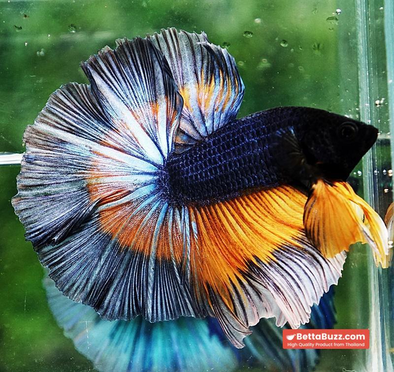 Betta fish OHM Tricolor Mustard Gas Sky Hawk - Image 3