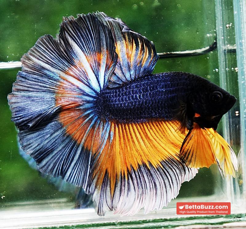 Betta fish OHM Tricolor Mustard Gas Sky Hawk - Image 5