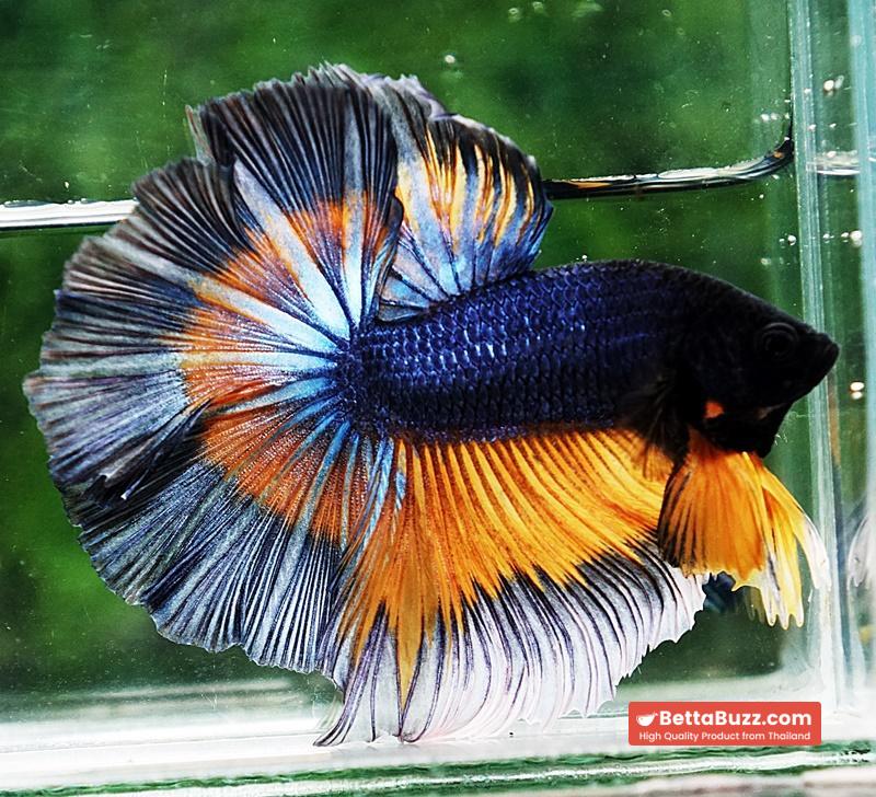 Betta fish OHM Tricolor Mustard Gas Sky Hawk - Image 7