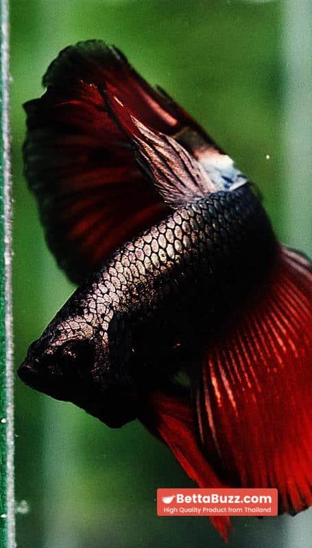Betta fish HM Hell Boy Copper - Image 7