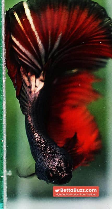Betta fish HM Hell Boy Copper - Image 8