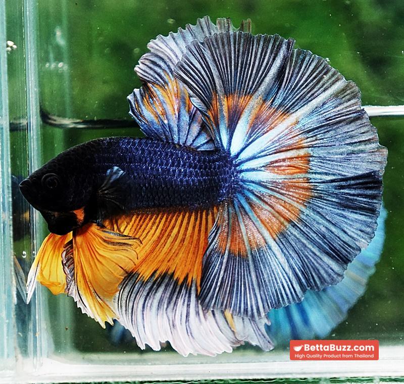 Betta fish OHM Tricolor Mustard Gas Sky Hawk - Image 2