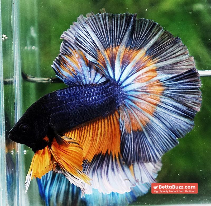 Betta fish OHM Tricolor Mustard Gas Sky Hawk - Image 6