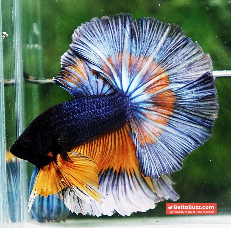 Betta fish OHM Tricolor Mustard Gas Sky Hawk - Image 4