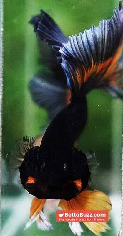 Betta fish OHM Tricolor Mustard Gas Sky Hawk - Image 8