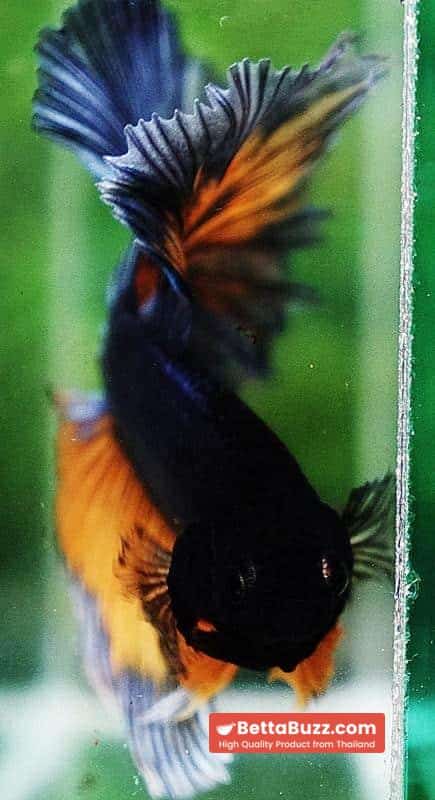Betta fish OHM Tricolor Mustard Gas Sky Hawk - Image 9