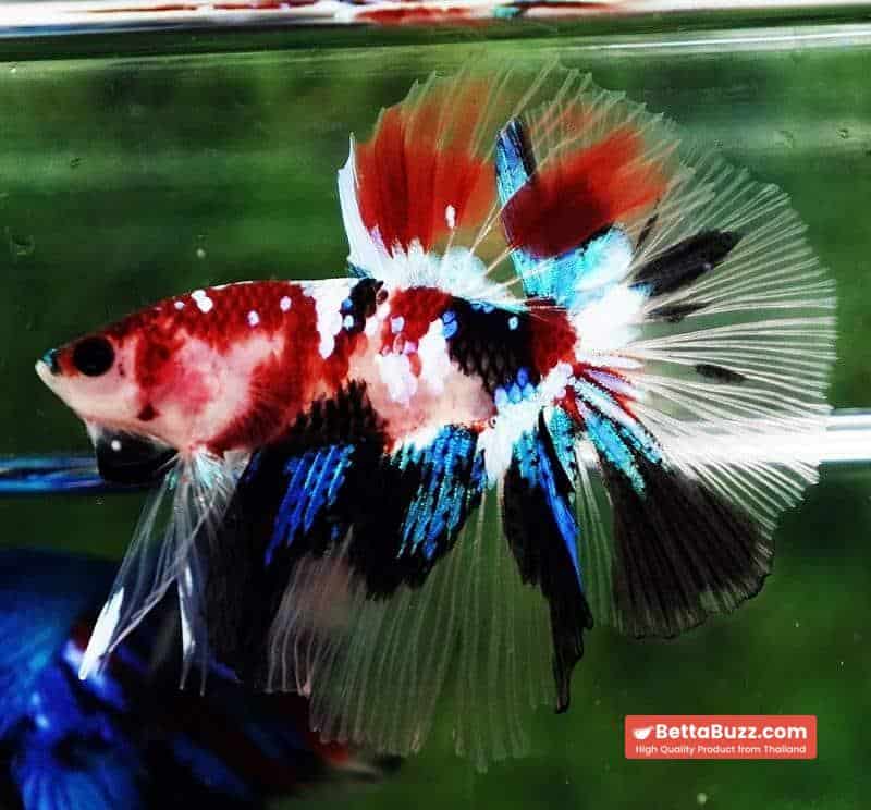 Betta fish HM Multicolor Koi Galaxy - Image 5