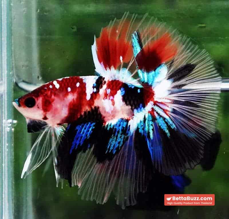 Betta fish HM Multicolor Koi Galaxy - Image 3