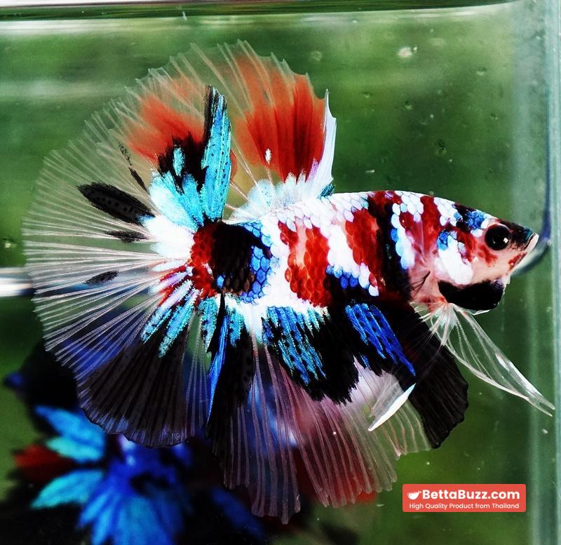 Betta fish HM Multicolor Koi Galaxy - Image 6