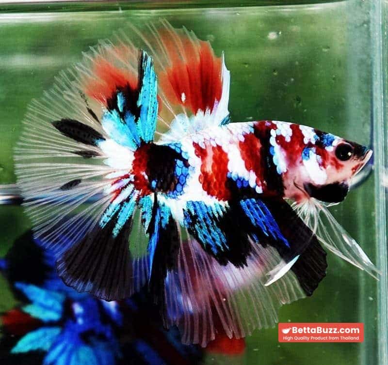 Betta fish HM Multicolor Koi Galaxy - Image 4