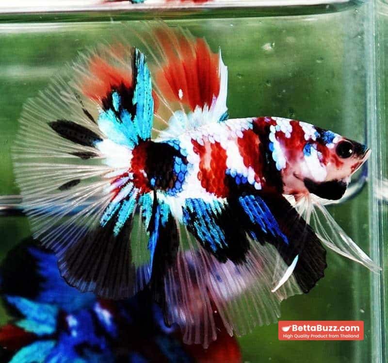 Betta fish HM Multicolor Koi Galaxy - Image 2