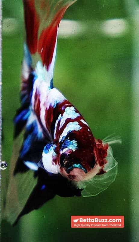 Betta fish HM Multicolor Koi Galaxy - Image 7