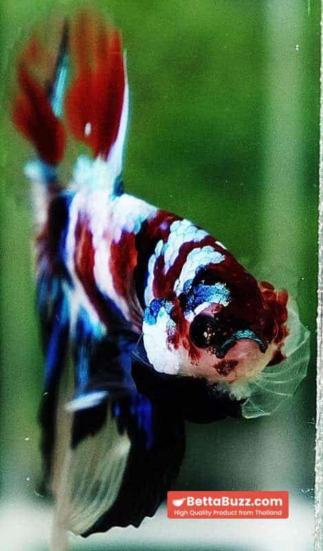 Betta fish HM Multicolor Koi Galaxy - Image 8