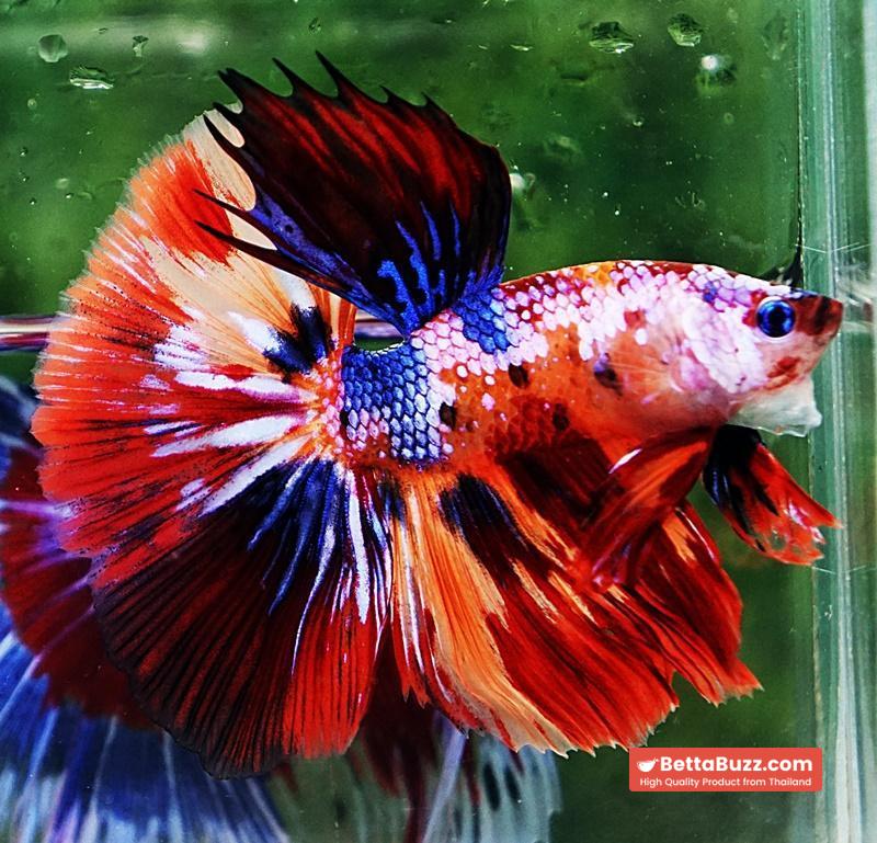 Betta fish OHM Multicolor Candy Nemo - Image 5