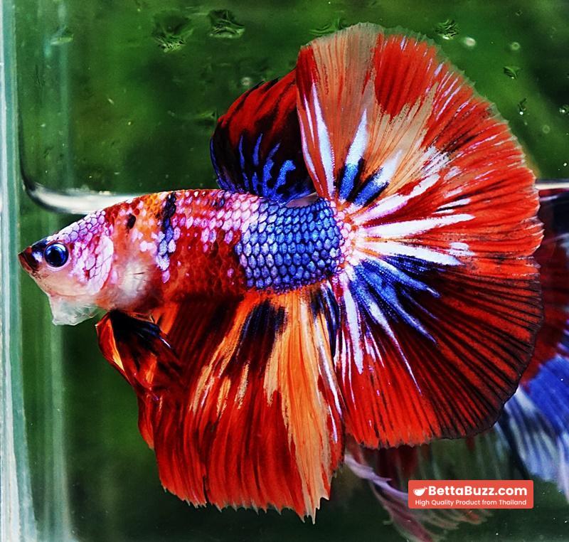 Betta fish OHM Multicolor Candy Nemo - Image 4