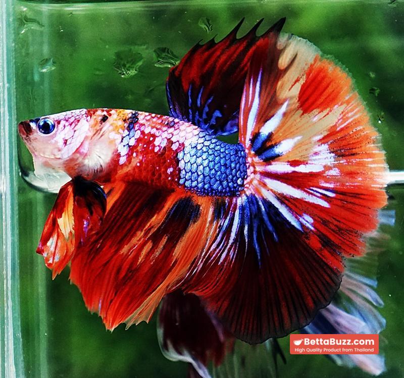 Betta fish OHM Multicolor Candy Nemo - Image 2
