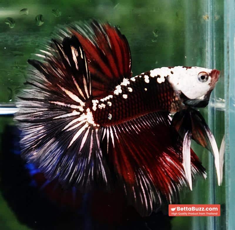 Betta fish Rare Vampire Shadow Black Samurai Helmet Rosetail OHM - Image 4