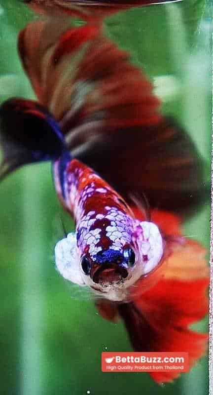 Betta fish OHM Multicolor Candy Nemo - Image 7