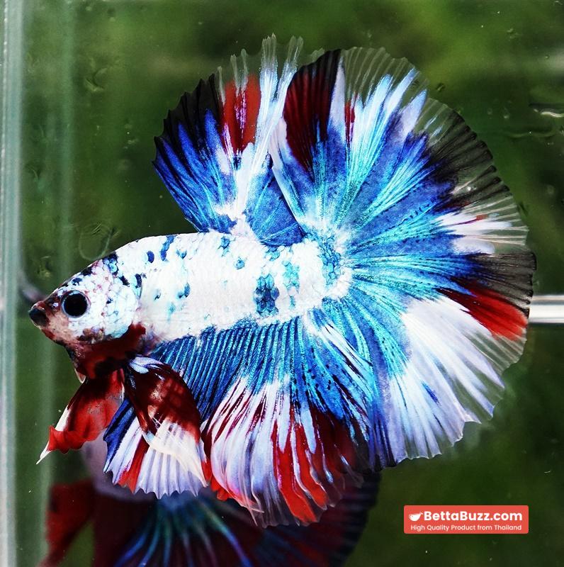 Betta fish OHM Dalmatain Captian America Hawk - Image 2