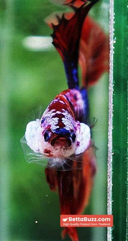 Betta fish OHM Multicolor Candy Nemo - Image 8
