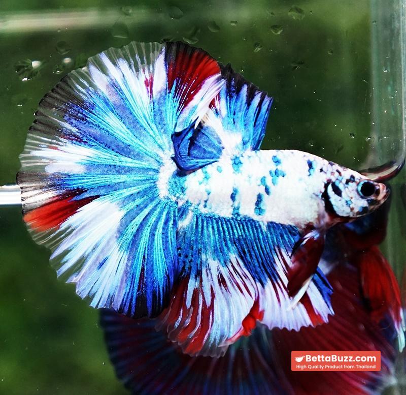 Betta fish OHM Dalmatain Captian America Hawk - Image 5